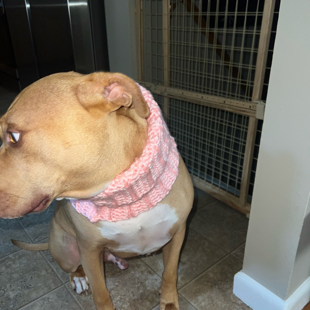 Homemade crochet doggy neck warmer;I have a small cat neck warmer in this color